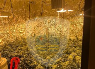 Unit Narcotica a dal baho mundo duro: 4 detencion y a desmantela un plantacion grandi di droga