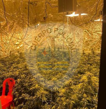 Unit Narcotica a dal baho mundo duro: 4 detencion y a desmantela un plantacion grandi di droga
