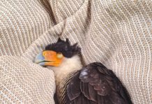 ABC ta pidi regulacion mas estricto despues di caso di venenmanto di Warawara