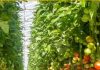 Agri-Innovation Park Aruba a yega na siguiente fase: diseño tecnico y businesscase finalisa