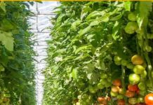 Agri-Innovation Park Aruba a yega na siguiente fase: diseño tecnico y businesscase finalisa