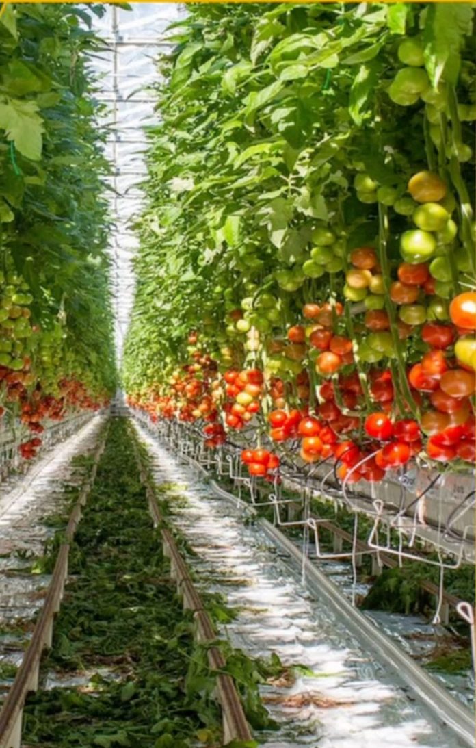 Agri-Innovation Park Aruba a yega na siguiente fase diseño tecnico y businesscase finalisa