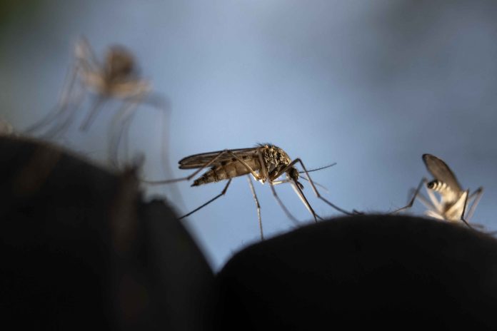 CLIMATE-MOSQUITOES-HEALTH