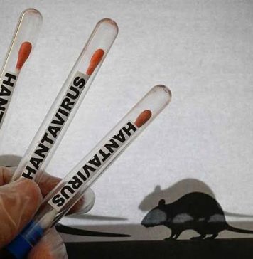 DVG: No tin motibo di preocupacion pa Aruba relaciona cu hantavirus