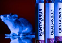 Pakico hantavirus no ta e Covid nobo, segun expertonan