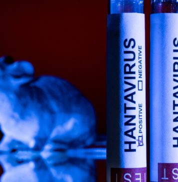 Pakico hantavirus no ta e Covid nobo, segun expertonan