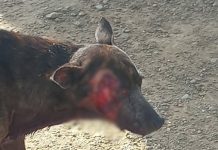 Caso di aparente tiramento di cacho a causa conmocion