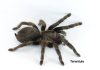 Container cu mata pa Secrets a trece insectonan invasivo, pero ta; Falta di ley pa controla y regula importacion di mata ta nifica importacion di plaga