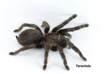 Container cu mata pa Secrets a trece insectonan invasivo, pero ta; Falta di ley pa controla y regula importacion di mata ta nifica importacion di plaga