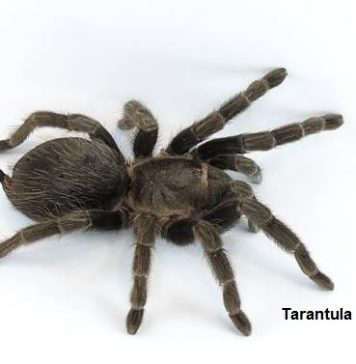 Invasieve insecten in plantencontainer leggen gebrek aan controle op import bloot