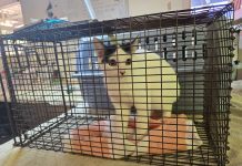 Fundacion AWAA ta haci yamado pa comunidad participa den campaña di sterilisacion gratis di mascota