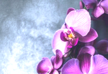 Ramona Filonila Josefa Lendering – Tromp