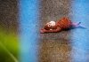 Baby macaco Punch lo celebra su prome cumpleaño