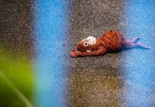 Baby macaco Punch lo celebra su prome cumpleaño