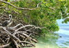 Dia Internacional di Conservacion di Mata di Mangel: Aruba su status di UNESCO ‘Biosphere Reserve’ ta reforsa conservacion di mata di mangel