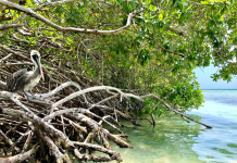 Dia Internacional di Conservacion di Mata di Mangel: Aruba su status di UNESCO ‘Biosphere Reserve’ ta reforsa conservacion di mata di mangel