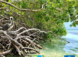 Dia Internacional di Conservacion di Mata di Mangel: Aruba su status di UNESCO ‘Biosphere Reserve’ ta reforsa conservacion di mata di mangel