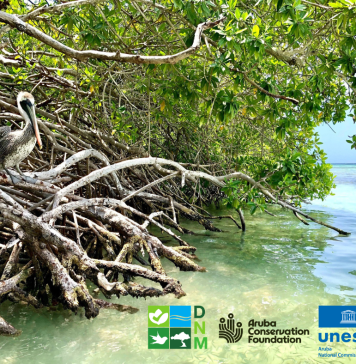 Dia Internacional di Conservacion di Mata di Mangel: Aruba su status di UNESCO ‘Biosphere Reserve’ ta reforsa conservacion di mata di mangel