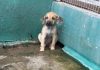 Gobierno ta anuncia maneho pa crisis di animal riba caya, pero falta claridad