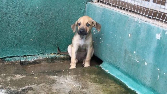 Gobierno ta anuncia maneho pa crisis di animal riba caya, pero falta claridad