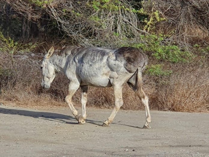 Burico conoci “Bubu” ta fayece despues di keda herida den accidente cu auto