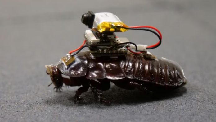 Caccalaca cyborg ta ser desaroya pa duna cuido medico na sobrevivientenan den zona di desaster_result