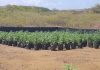 Polis ta descubri plantacion grandi di marihuana na San Willibrordus