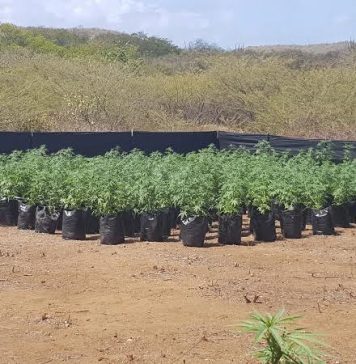 Polis ta descubri plantacion grandi di marihuana na San Willibrordus