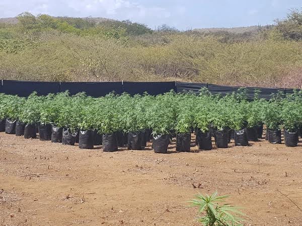 Polis ta descubri plantacion grandi di marihuana na San Willibrordus