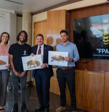 Segun comunicado di Prome Minister Mike Eman: Fundacion Proteha Abeha Aruba ta comparti informacion tocante trabao andando