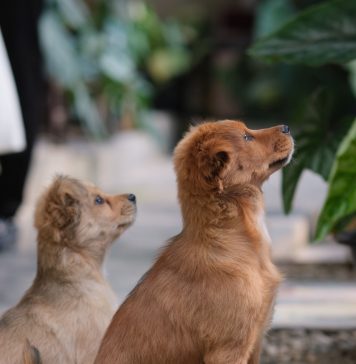 26 augustus; dia Internacional di cacho; Un mascota ta un compromiso pa bida