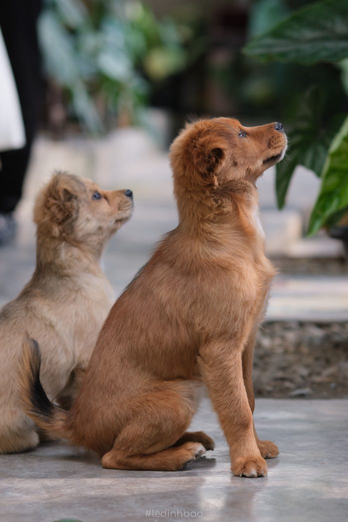 Un mascota ta un compromiso pa bida