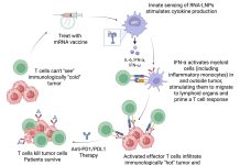 Simon Waslander: Cura pa Cancer riba Horizonte? Parti II; Vacuna personal, CAR-T y inteligencia artificial ta cambiando e bataya contra cancer