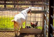 Comunicado di Santa Rosa: Keto bay den calor y secura