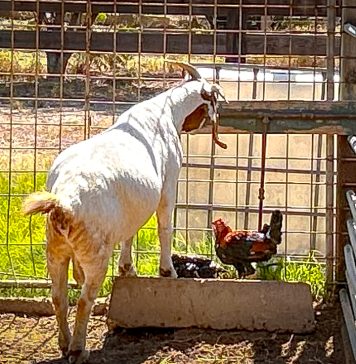 Comunicado di Santa Rosa: Keto bay den calor y secura