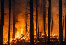 Candela creciendo rapidamente ta guli mansionnan na California