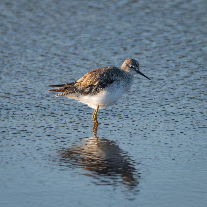 Dia Mundial di Parha Migratorio2