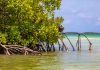 Rapport di WWF ta subraya speransa como clave den conservacion di naturalesa, pero na Aruba tin speransa ainda?