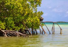 Rapport di WWF ta subraya speransa como clave den conservacion di naturalesa, pero na Aruba tin speransa ainda?